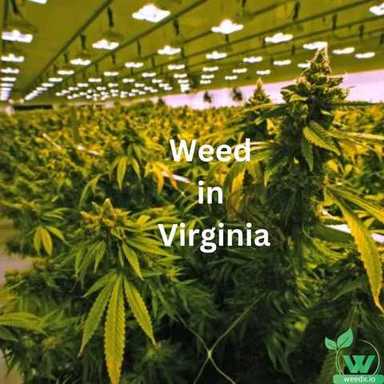 The Future of Weed: Delivery Services in Virginia