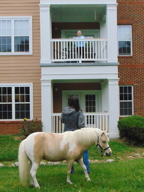 Woodland Terrace mini horses 3.JPG