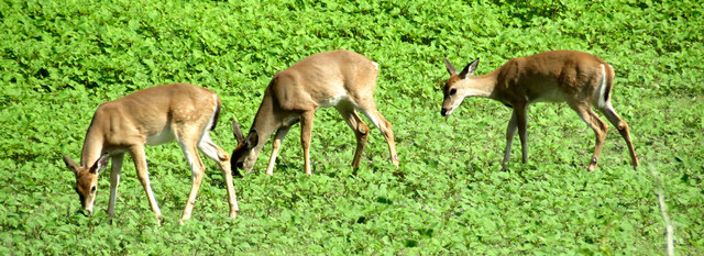 Deer graze on the Heard Wildlife Sanctuary